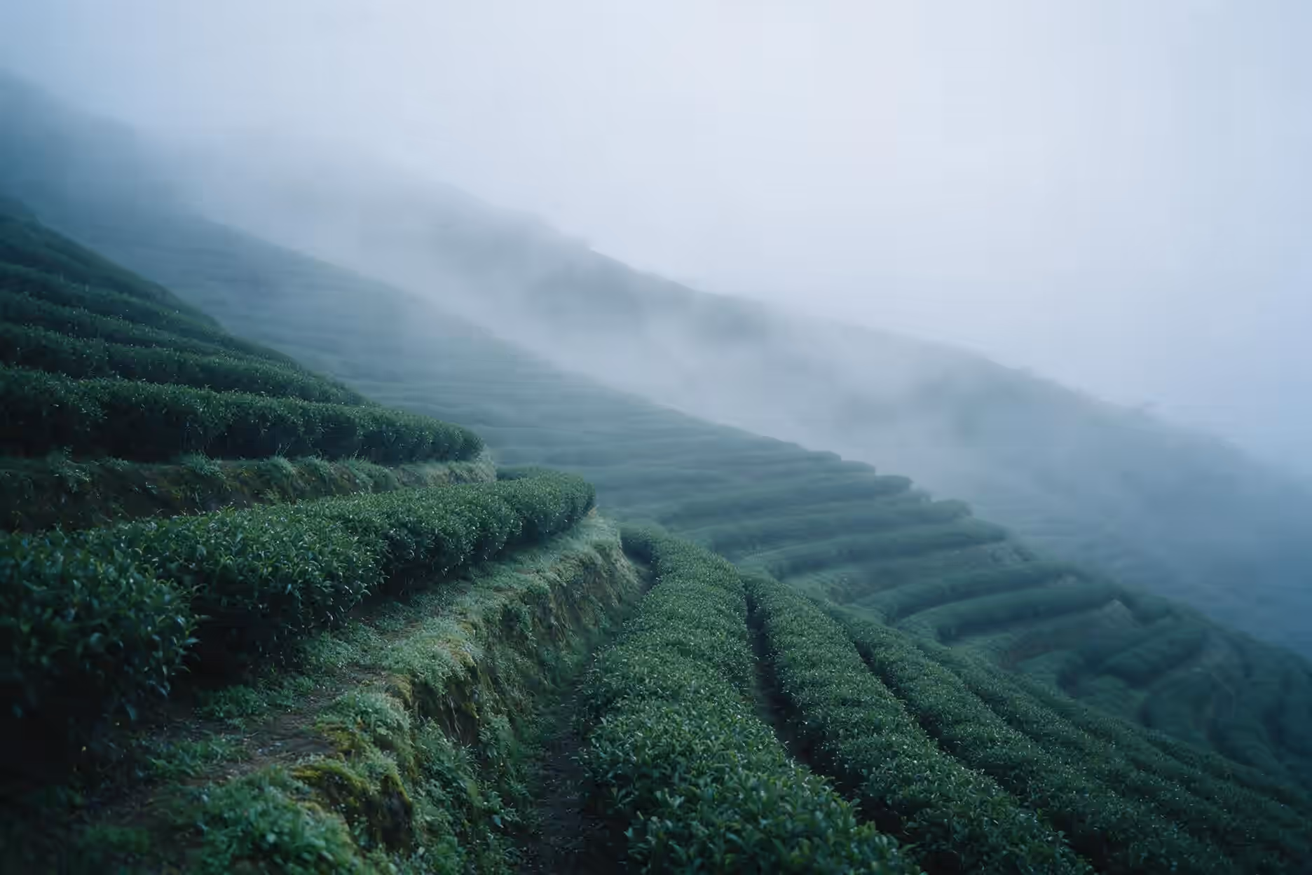 清晨薄霧中的台灣高山茶園梯田